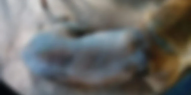 prefeitura-de-aparecida-multa-agressor-em-r$-50-mil-apos-morte-de-cao-vitima-de-maus-tratos