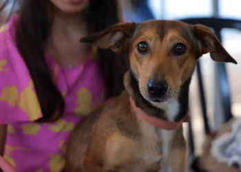 castramovel-oferece-castracao-gratuita-para-caes-no-13o-mutirao-em-aparecida-de-goiania