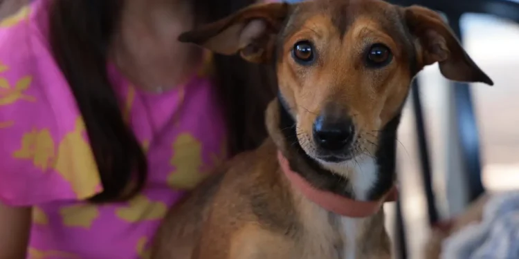 castramovel-oferece-castracao-gratuita-para-caes-no-13o-mutirao-em-aparecida-de-goiania