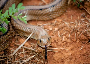 em-4-meses,-goiania-soma-16-picadas-de-cobra-e-alcanca-metade-do-total-de-casos-em-2025