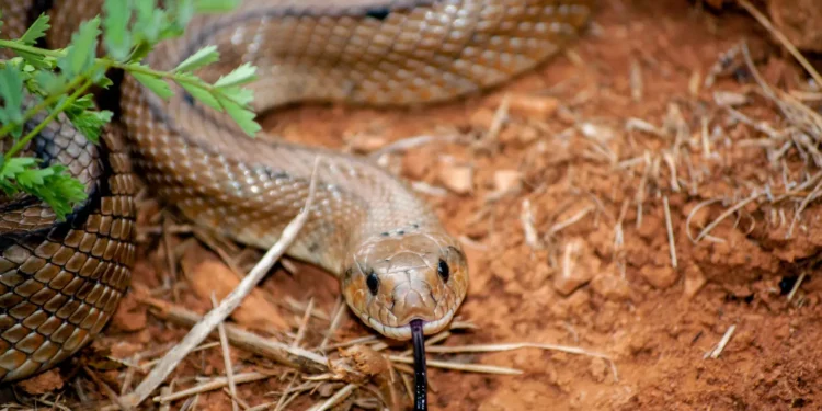 em-4-meses,-goiania-soma-16-picadas-de-cobra-e-alcanca-metade-do-total-de-casos-em-2025