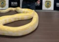 cobra-de-quase-5-metros-mantida-sem-licenca-em-goias-e-apreendida-pela-policia-civil