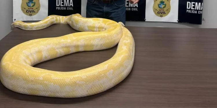 cobra-de-quase-5-metros-mantida-sem-licenca-em-goias-e-apreendida-pela-policia-civil