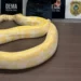 cobra-de-quase-5-metros-mantida-sem-licenca-em-goias-e-apreendida-pela-policia-civil