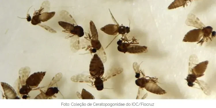 goias-confirma-primeiro-caso-de-febre-oropouche