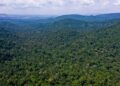 brasil-lidera-reducao-global-da-destruicao-de-florestas,-aponta-relatorio