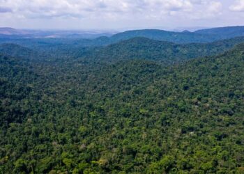 brasil-lidera-reducao-global-da-destruicao-de-florestas,-aponta-relatorio