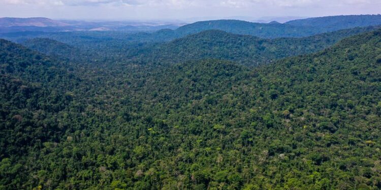 brasil-lidera-reducao-global-da-destruicao-de-florestas,-aponta-relatorio