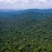 brasil-lidera-reducao-global-da-destruicao-de-florestas,-aponta-relatorio