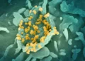 italia-afirma-que-o-risco-de-hantavirus-segue-baixo-na-europa