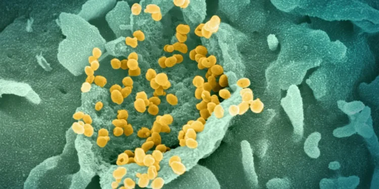italia-afirma-que-o-risco-de-hantavirus-segue-baixo-na-europa