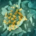 italia-afirma-que-o-risco-de-hantavirus-segue-baixo-na-europa
