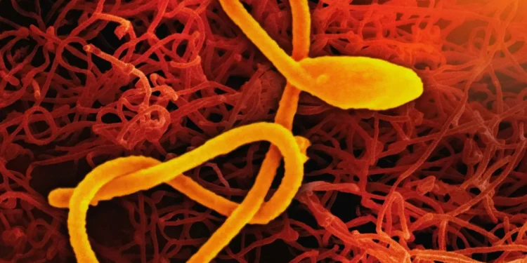 apos-cerca-de-80-mortes-por-ebola,-oms-declara-emergencia-global