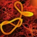 apos-cerca-de-80-mortes-por-ebola,-oms-declara-emergencia-global
