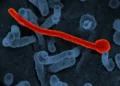 oms-afirma-que-esta-‘profundamente-preocupada’-com-a-escalada-do-surto-de-ebola