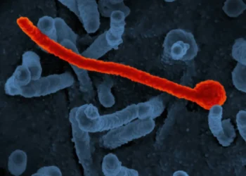 oms-afirma-que-esta-‘profundamente-preocupada’-com-a-escalada-do-surto-de-ebola