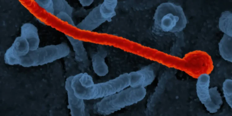 oms-afirma-que-esta-‘profundamente-preocupada’-com-a-escalada-do-surto-de-ebola