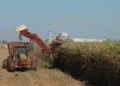 goias-bate-recorde-e-assume-2o-lugar-nacional-na-producao-de-cana-de-acucar