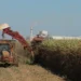 goias-bate-recorde-e-assume-2o-lugar-nacional-na-producao-de-cana-de-acucar