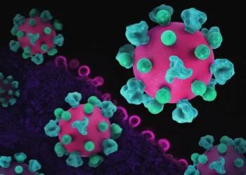 surto-de-hantavirus-em-cruzeiro-tem-novo-caso-confirmado-pela-oms