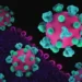 surto-de-hantavirus-em-cruzeiro-tem-novo-caso-confirmado-pela-oms