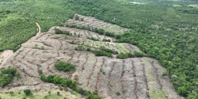 desmatamento-em-goias-cai-44%-em-2025,-aponta-mapbiomas