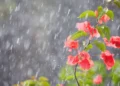 friozinho-continua-em-goiania,-mas-chuva-pode-voltar-nesta-sexta-(12)