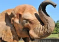 mulher-invade-recinto-de-elefante-no-zoologico-de-brasilia