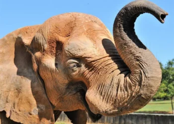 mulher-invade-recinto-de-elefante-no-zoologico-de-brasilia