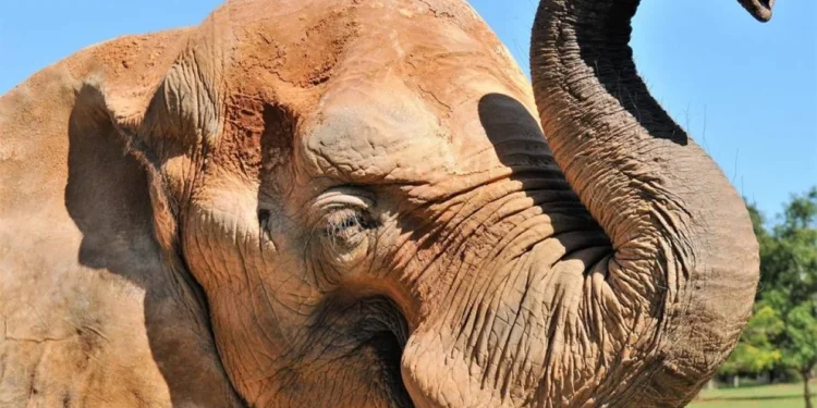 mulher-invade-recinto-de-elefante-no-zoologico-de-brasilia