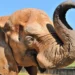 mulher-invade-recinto-de-elefante-no-zoologico-de-brasilia