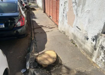 moradores-questionam-corte-de-arvores-aparentemente-saudaveis-em-goiania