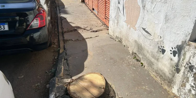 moradores-questionam-corte-de-arvores-aparentemente-saudaveis-em-goiania