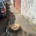 moradores-questionam-corte-de-arvores-aparentemente-saudaveis-em-goiania