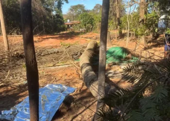 trabalhador-morre-esmagado-por-arvore-durante-poda-em-bela-vista-de-goias