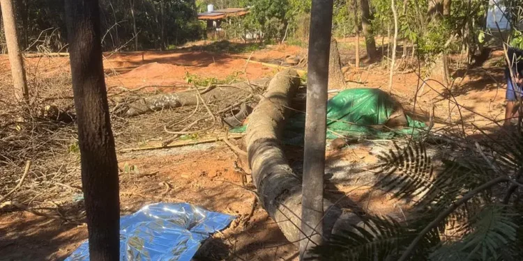 trabalhador-morre-esmagado-por-arvore-durante-poda-em-bela-vista-de-goias