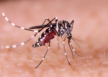 entenda-por-que-o-el-nino-pode-fazer-a-dengue-voltar-a-crescer-no-pais