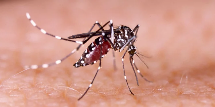 entenda-por-que-o-el-nino-pode-fazer-a-dengue-voltar-a-crescer-no-pais