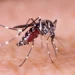 entenda-por-que-o-el-nino-pode-fazer-a-dengue-voltar-a-crescer-no-pais