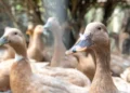 brasil-proibe-producao-e-venda-de-foie-gras;-entenda-a-nova-lei