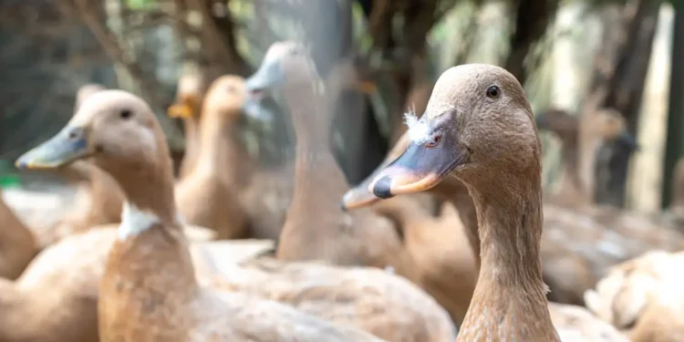 brasil-proibe-producao-e-venda-de-foie-gras;-entenda-a-nova-lei