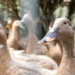 brasil-proibe-producao-e-venda-de-foie-gras;-entenda-a-nova-lei