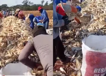 forca-tarefa-resgata-55-trabalhadores-em-condicoes-analogas-a-escravidao-em-goias