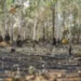 emergencia-ambiental-coloca-goias-em-alerta-para-queimadas