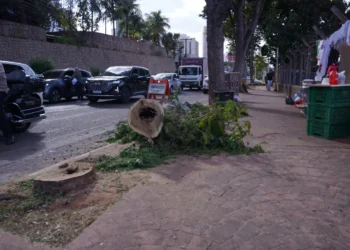 corte-de-arvores-no-cruzamento-da-avenida-136-trava-transito-em-goiania