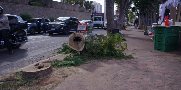 corte-de-arvores-no-cruzamento-da-avenida-136-trava-transito-em-goiania