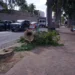 corte-de-arvores-no-cruzamento-da-avenida-136-trava-transito-em-goiania