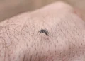 goias-registra-alta-de-15%-ao-chegar-a-93-mil-casos-de-dengue-em-2026