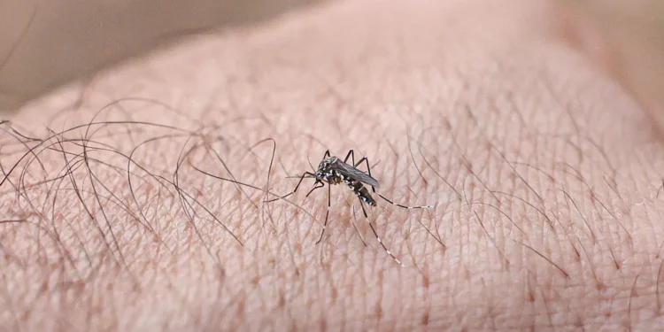 goias-registra-alta-de-15%-ao-chegar-a-93-mil-casos-de-dengue-em-2026