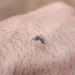 goias-registra-alta-de-15%-ao-chegar-a-93-mil-casos-de-dengue-em-2026